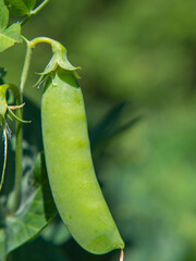 Close-up of a green pea pod on a branch of a pea plant in natural light on a blurred green background of the garden bed. Natural organic food