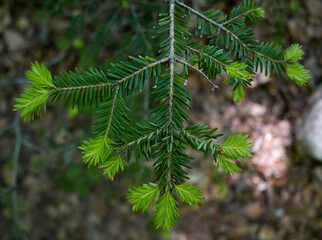 macro di piccole brillanti foglie nella luce e ombra del bosco