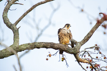 Peregrine falcon sitting on a tree branch.Bombay Hook National Wildlife Refuge.Delaware.USA