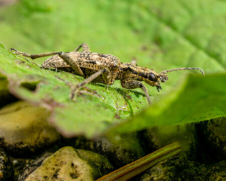 Closeup shot of a Rhagium mordax bug on the green leaves