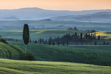 Dawn in Tuscany with cypress in foreground 