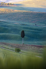 cypress in Tuscany - vertical 