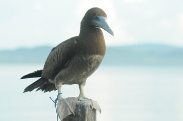 The magpie goose or Anseranas semipalmata is the only living representative species of the family Anseranatidae. This common water bird is found in northern Australia and southern New Guinea.