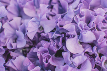 Closeup shot of exotic flowers with curly purple petals