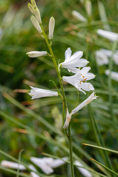 Paradisea (paradise lily) is a European genus of flowering plants in the family Asparagaceae