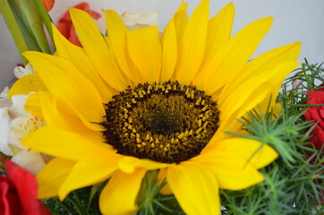 sunflower and bee