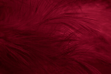 macro photo of red hen feathers. background or textura