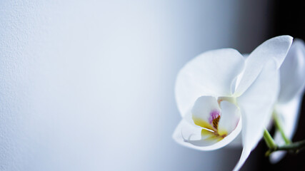 Fototapeta premium white orchid. white left side for the site