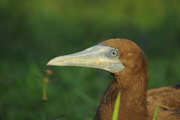 The magpie goose or Anseranas semipalmata is the only living representative species of the family Anseranatidae. This common water bird is found in northern Australia and southern New Guinea.