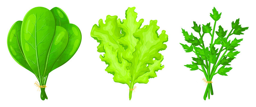 Set of vector realistic images of bundles of greens for salad. Spinach, lettuce and parsley leaves. Natural herbs as decoration elements or food seasoning.