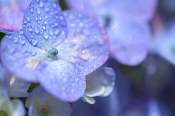 雫の付いた紫陽花
