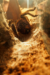 a large tarantula spider of the tliltocatl narrow genus sits between rocks in a terrarium . side...