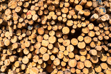 Holzlagerplatz für Baumstämme