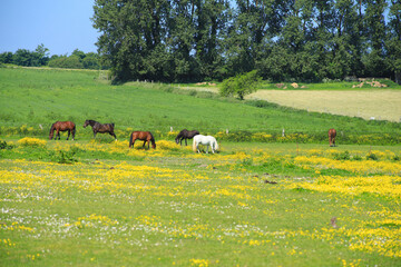 Horses in a paddock on the darss peninsula, Baltic Sea - Germany