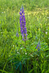 Wild flowers of lupines. Nature. Landscape