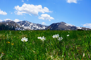 Alpenblumen