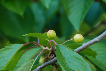 Unreife, grüne Kirschen wachsen in einem Obstbaum / Kirschbaum heran und reifen zwischen Blättern