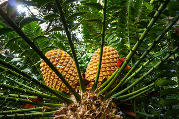 Large cones of Cycad Encephalartos natalensis - palm-like tropical and subtropical plant.