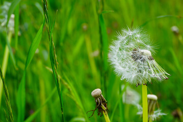 Pusteblume