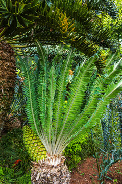 Cycad Encephalartos manikonsis - palm-like plant with large cone.
