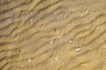 Muscheln im flachen Wasser