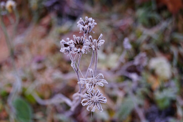 Blume im Morgenfrost