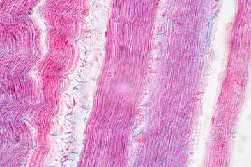 Characteristics of anatomy and Histological sample Striated (Skeletal) muscle of mammal Tissue...