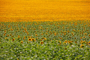 Huge fields with an infinite sunflower. Agricultural field