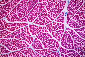 Characteristics of anatomy and Histological sample Striated (Skeletal) muscle of mammal Tissue...