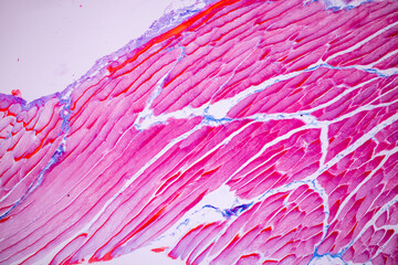 Characteristics of anatomy and Histological sample Striated (Skeletal) muscle of mammal Tissue...