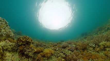 Fototapeta na wymiar Tropical coral reef seascape with fishes, hard and soft corals. Underwater video. Philippines.