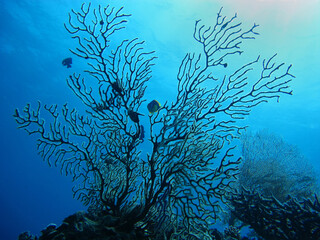 Fototapeta na wymiar Beautiful underwater tropical hard black coral. Landscape scene with fish