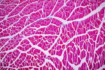 Characteristics of anatomy and Histological sample Striated (Skeletal) muscle of mammal Tissue...