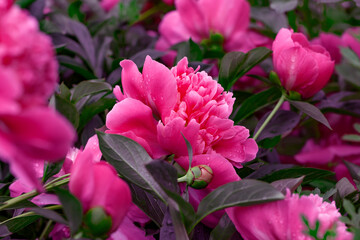 Pink peonies. Beautiful fresh pion flowers on bright multicolored floral background. 