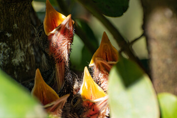 Baby Robins waiting to be fed.