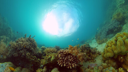 Underwater fish reef marine. Tropical colourful underwater seascape. Philippines.