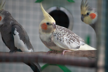 Selective focus shot of cockatiels (Nymphicus hollandicus) perched on a branch