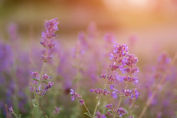 Obraz premium Green grass and small purple flowers in meadow