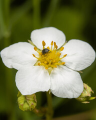 Macro shots, beautiful nature. Close up of beetle in flower