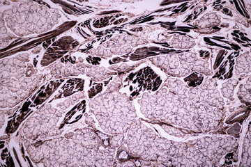 Characteristics of anatomy and Histological sample Striated (Skeletal) muscle of mammal Tissue under the microscope.

