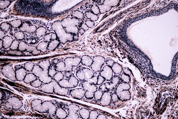 Characteristics of anatomy and Histological sample Striated (Skeletal) muscle of mammal Tissue under the microscope. 