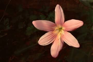 Pink Cuban Lily