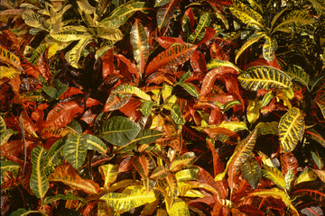Closeup of Crotons-Codiacum variegatum plant © Mahantesh C Morabad/Wirestock