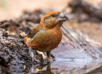 crossbill