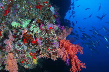 Beautiful colorful coral reef with red and purple soft corals