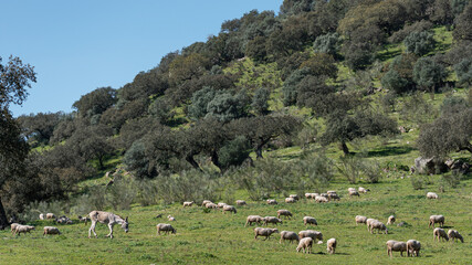 Fototapeta na wymiar Flock of sheep on green meadow
