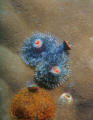 Close up Blue Christmas Tree Worm (Spirobranchus giganteus) underwater on a hard coral head – Indonesia