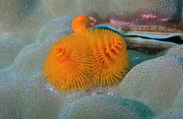 Close up Yellow Christmas Tree Worm (Spirobranchus giganteus) underwater on a hard coral head – Indonesia