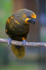 Beautiful Brown Lory (Chalcopsitta duivenbodei) Parrot on branches. Portrait of a Duyvenbode's Lory