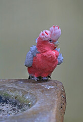 Galah cockatoo (Eolophus roseicapilla), also known as Rose-breasted Cockatoo or the Pink and Grey. Family: Cacatuidae,
 is a common parrot of Australia.
